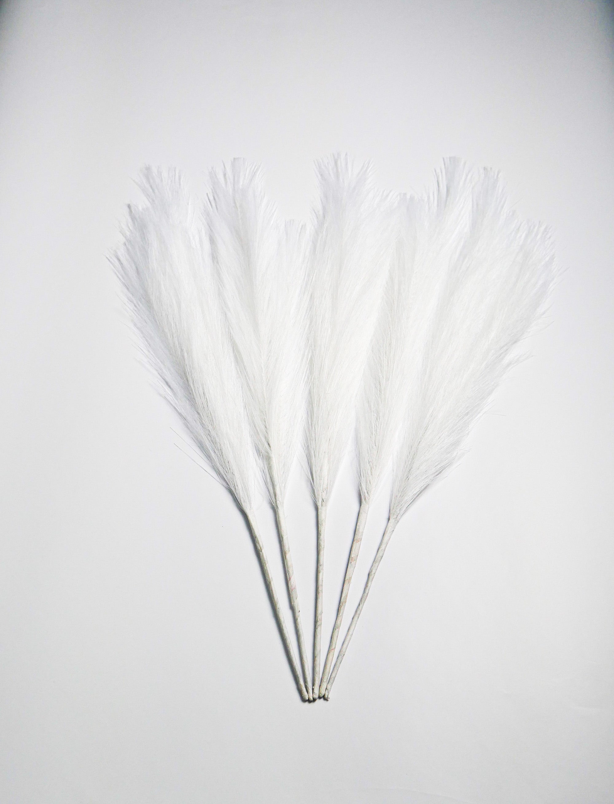 Smilgos +VAZA NEMOKAMAI!