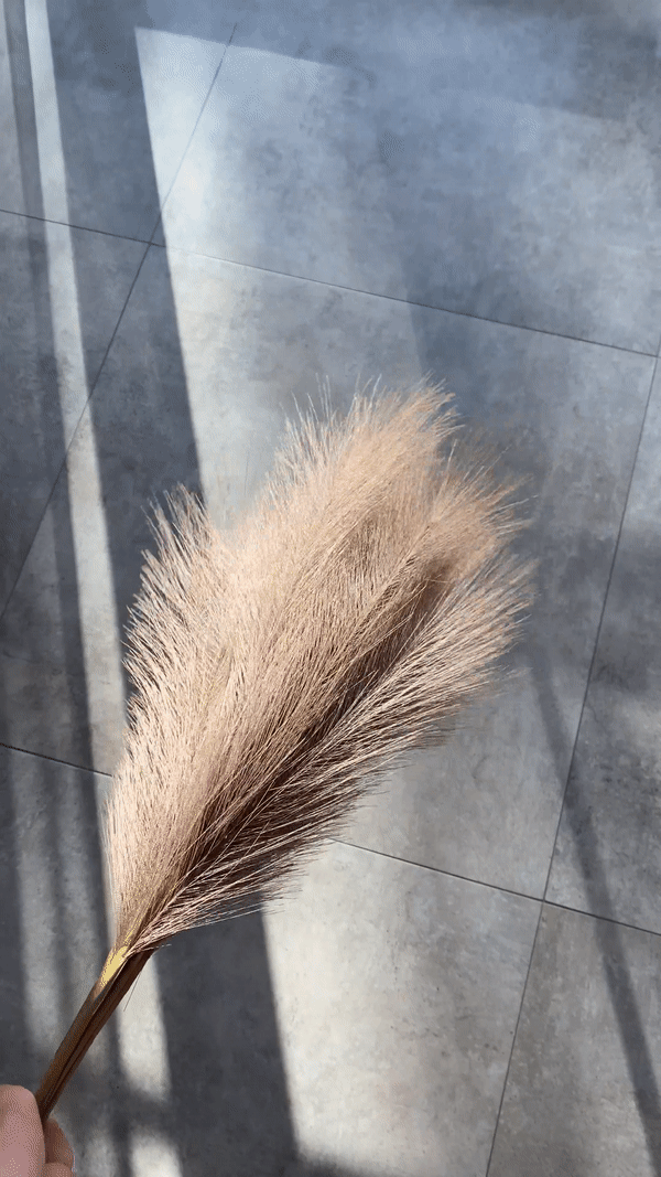ŠVIESIAI RUDOS | Pampas Plume - Pūkuotos Smilgos