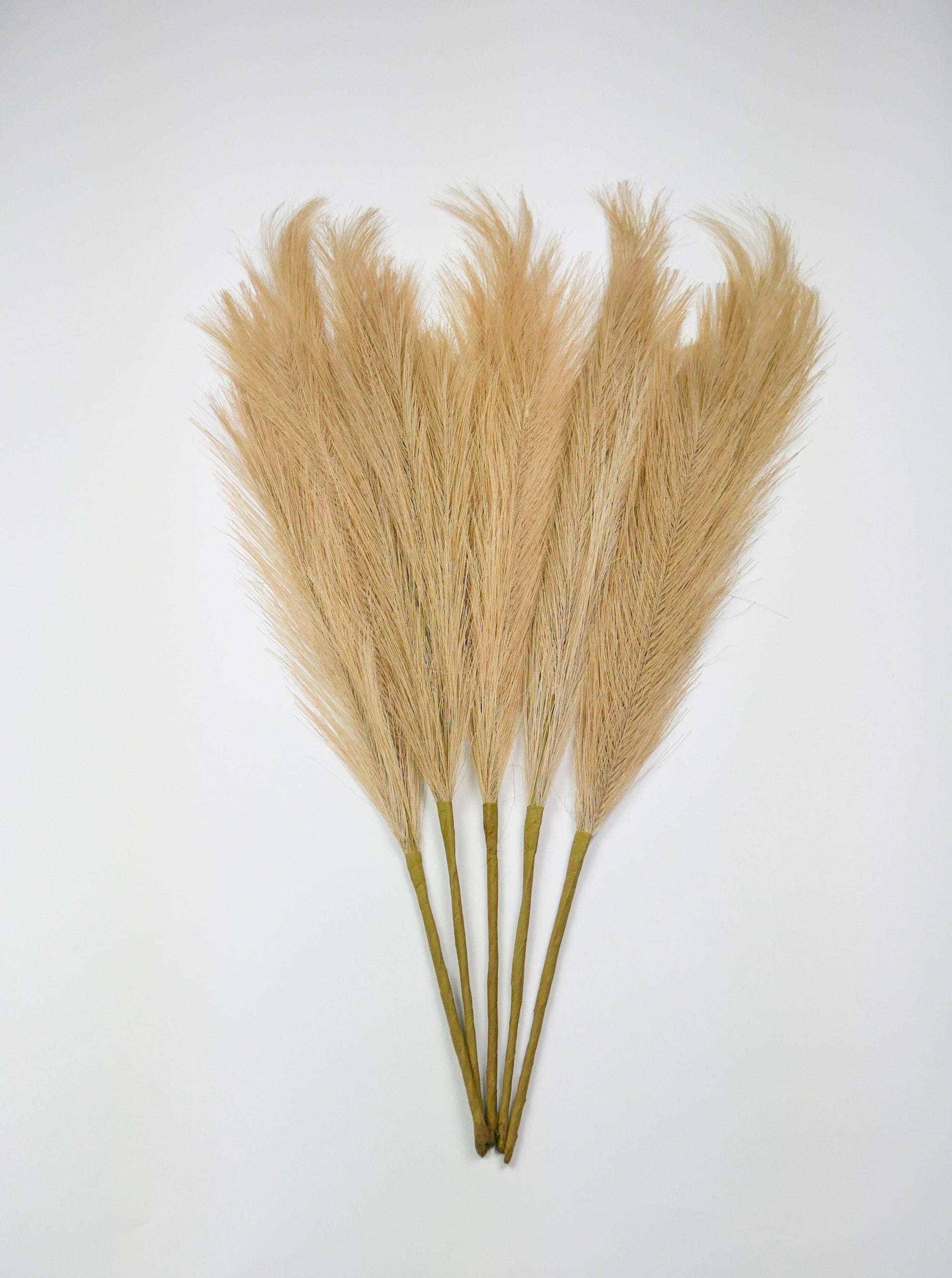 Dekoratyvinės Pūkuotos Smilgos - Plume Pampas
