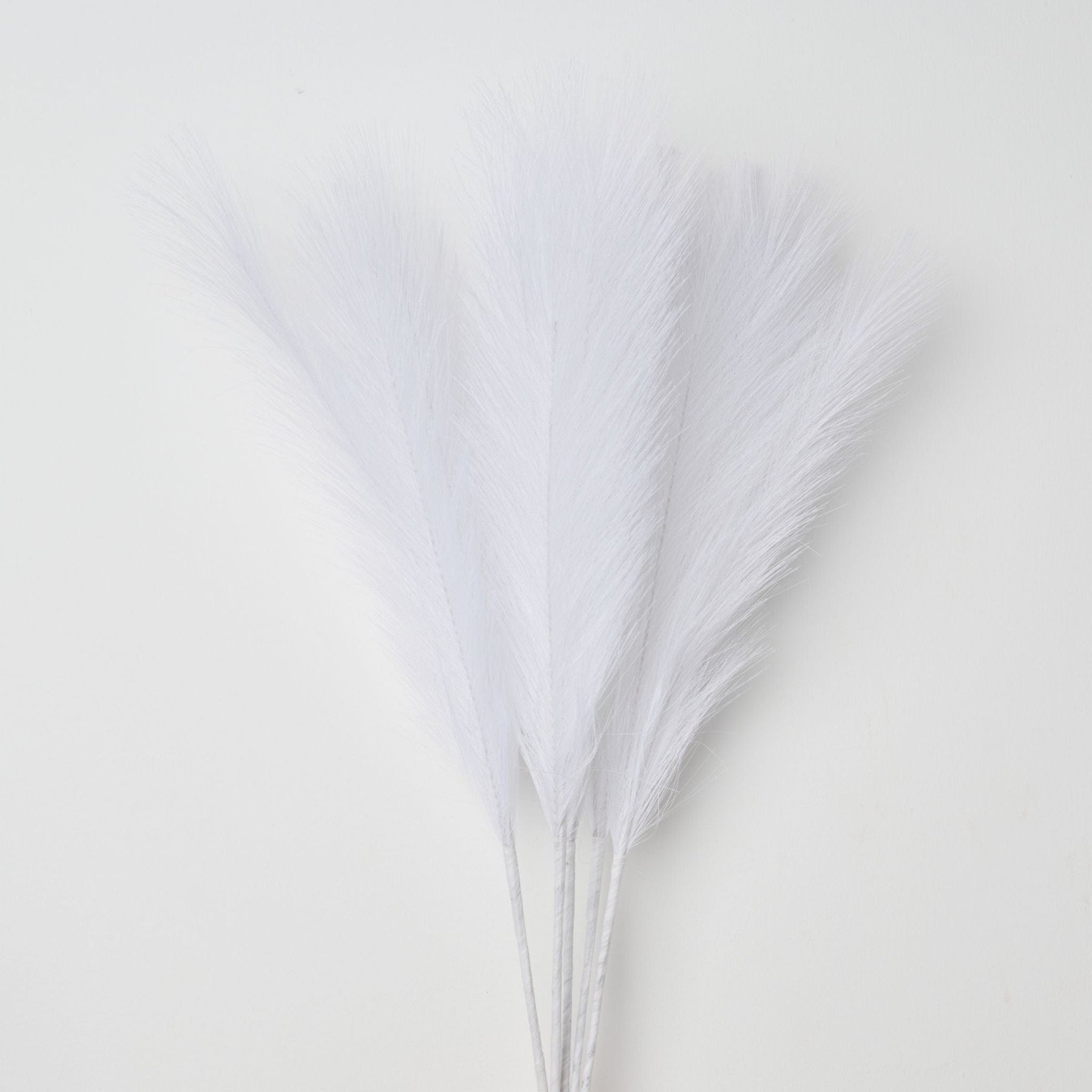 BALTOS SPALVOS | Pampas Plume - Pūkuotos Smilgos