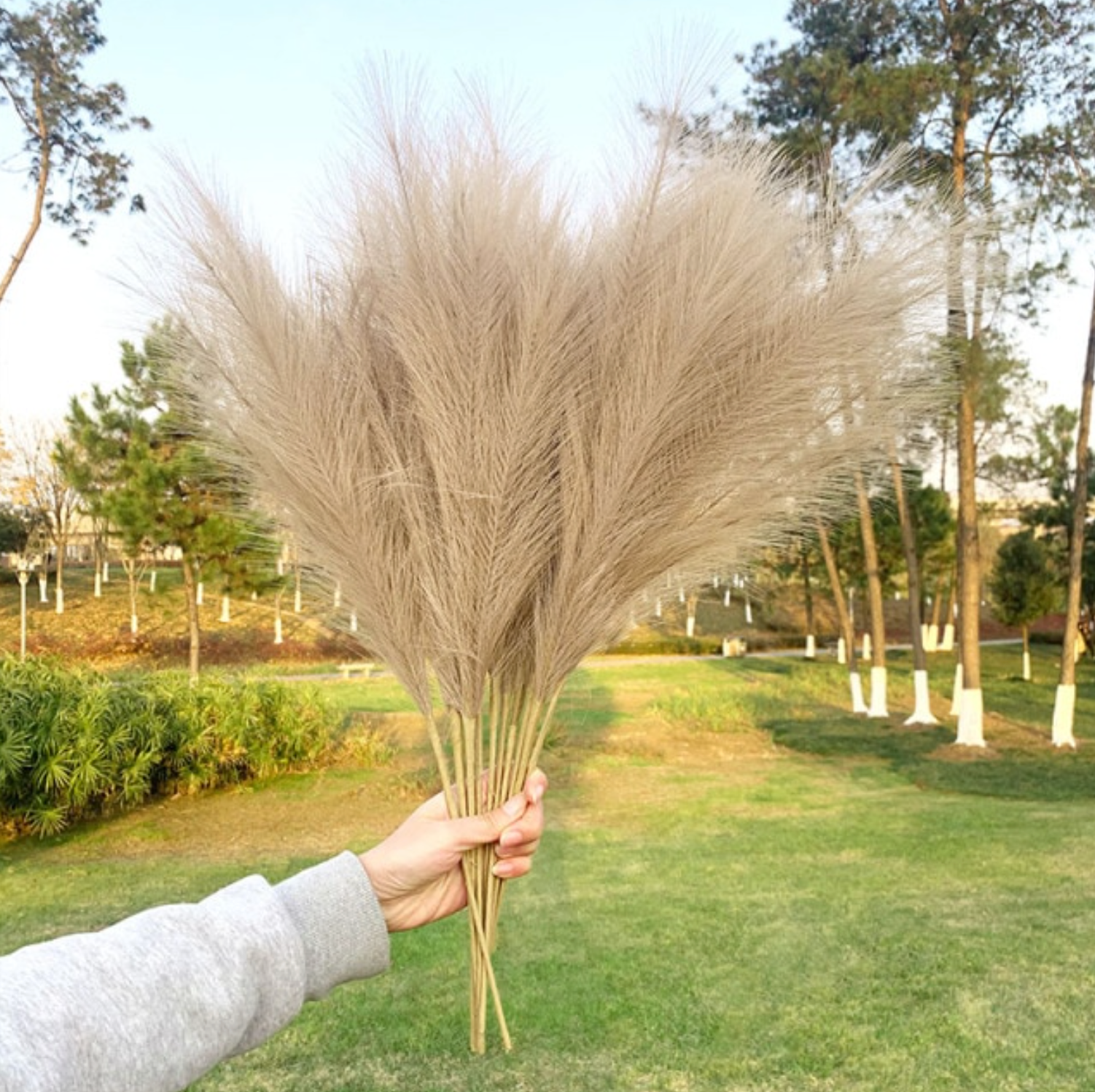 ŠVIESIAI RUDOS | Pampas Plume - Pūkuotos Smilgos