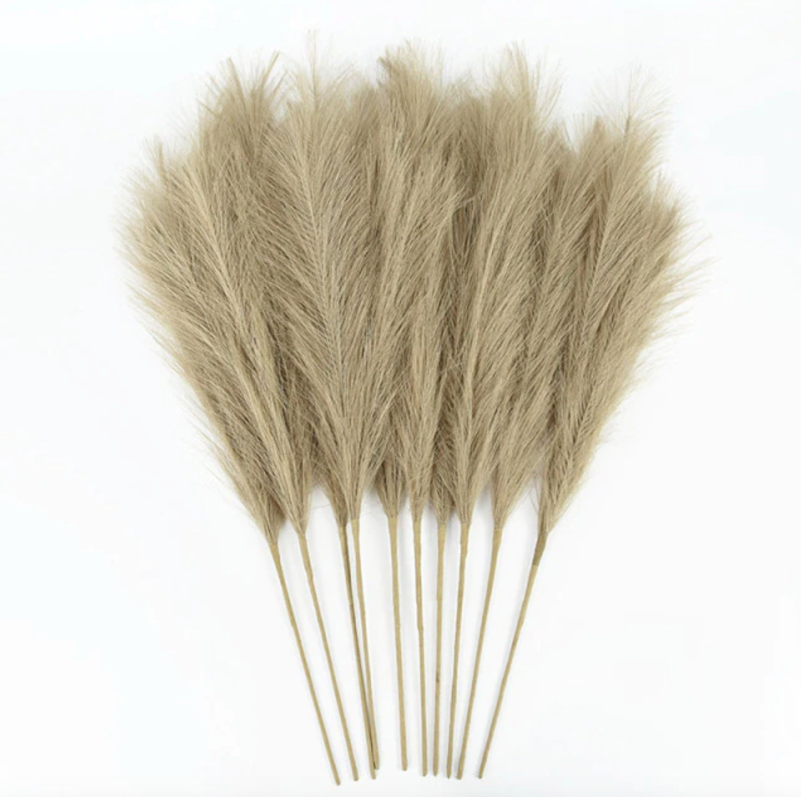ŠVIESIAI RUDOS | Pampas Plume - Pūkuotos Smilgos