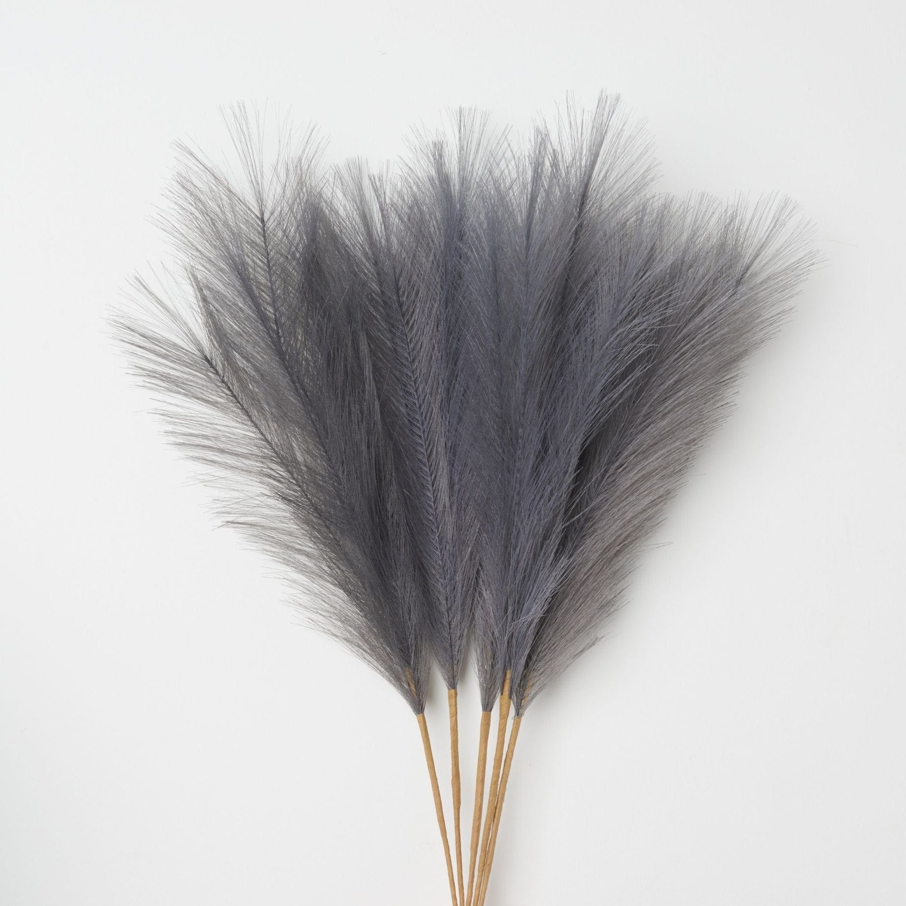 PILKOS SPALVOS | Pampas Plume - Pūkuotos Smilgos