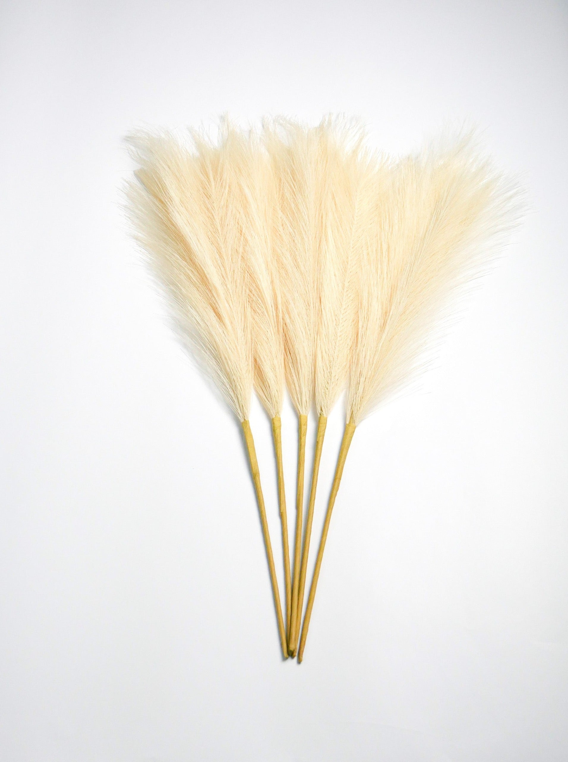 Dekoratyvinės Pūkuotos Smilgos - Plume Pampas