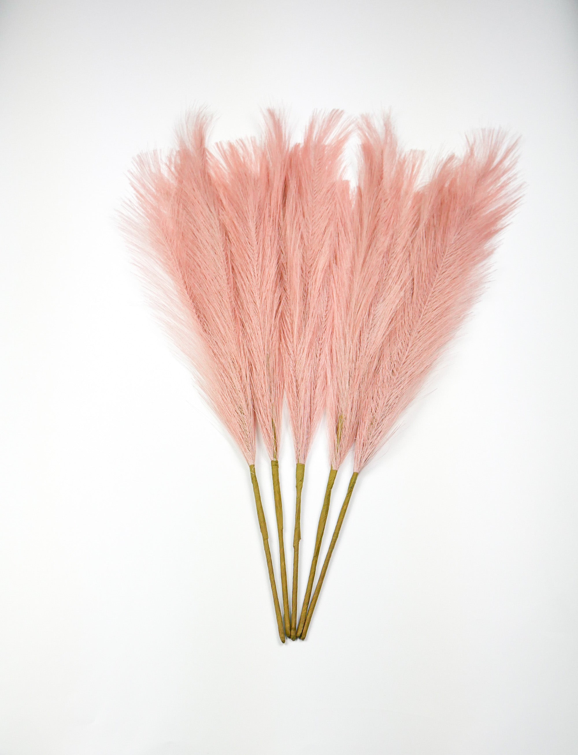 Dekoratyvinės Pūkuotos Smilgos - Plume Pampas