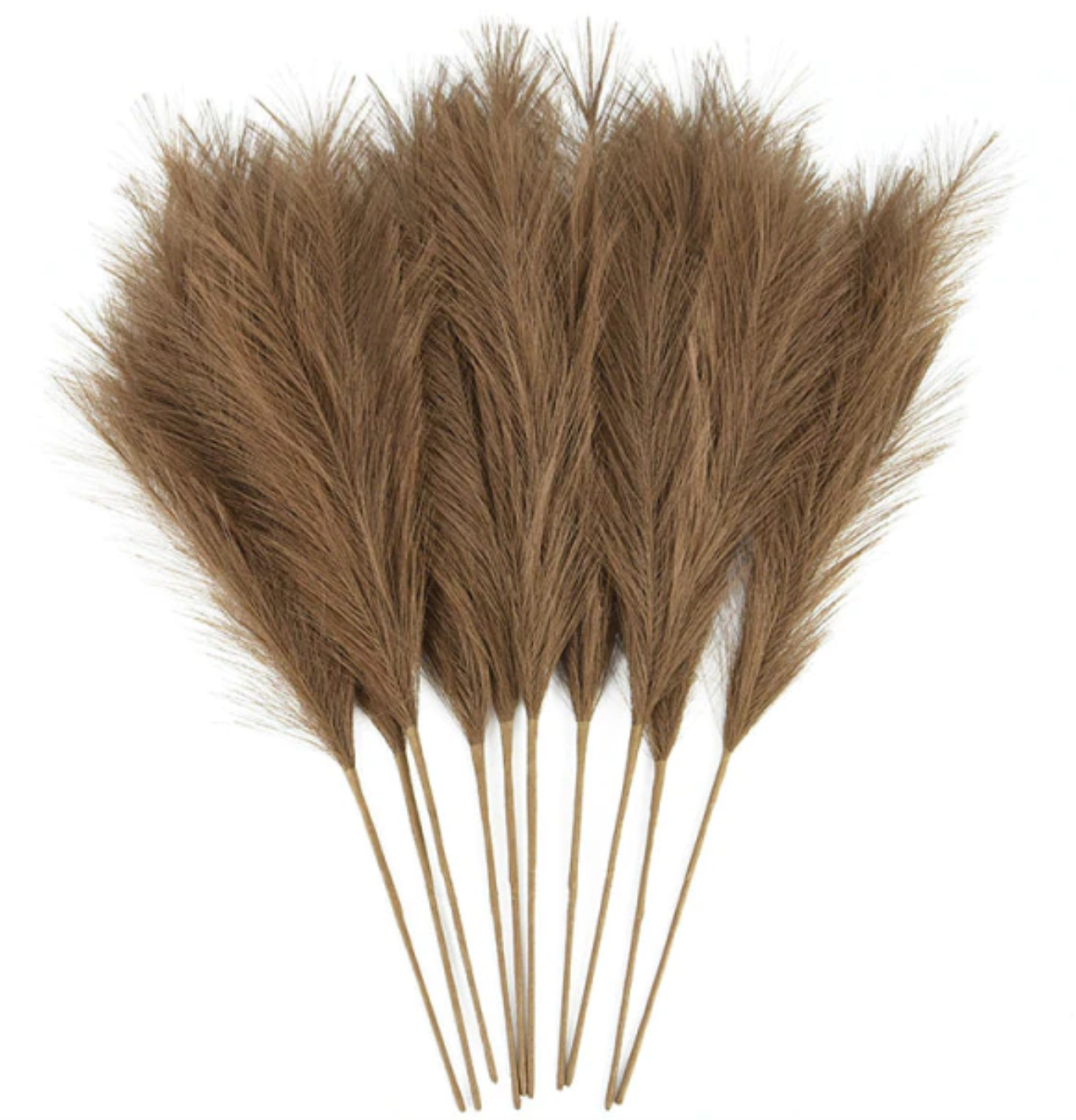 TAMSIAI RUDOS SPALVOS | Pampas Plume - Pūkuotos Smilgos