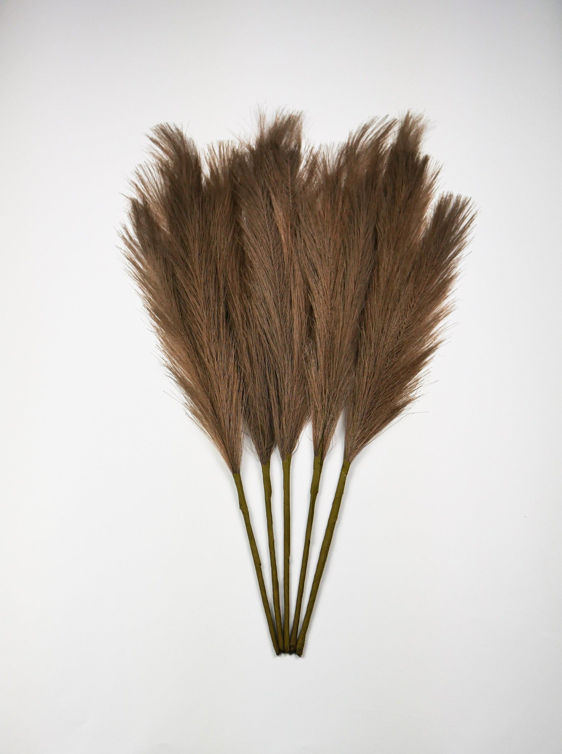 Dekoratyvinės Pūkuotos Smilgos - Plume Pampas