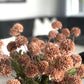 Dekoratyvinės Mini Kiku gėlės