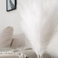 dekorantas-smilgos-plume-pampas