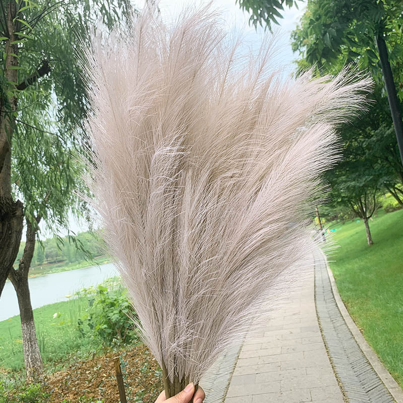 Dekoratyvinės Pūkuotos Smilgos - Plume Pampas