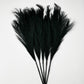 Dekoratyvinės Pūkuotos Smilgos - Plume Pampas
