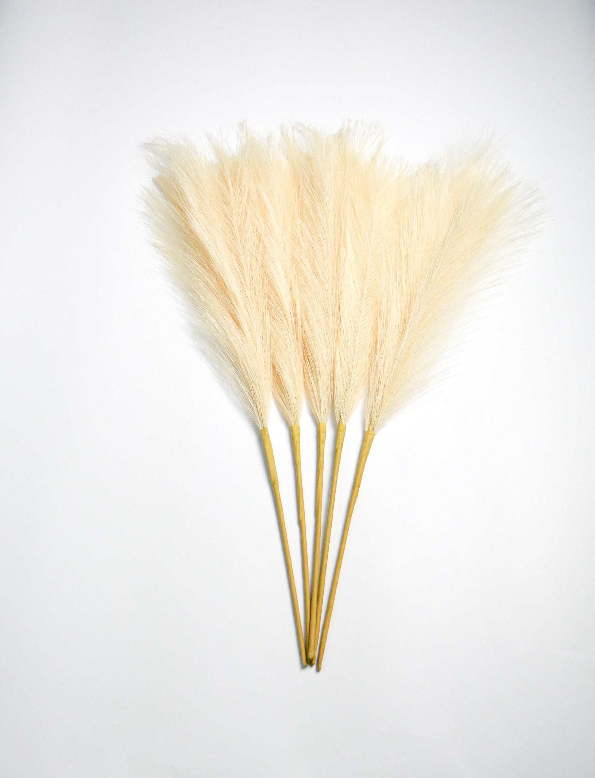KREMINĖS SPALVOS | Pampas Plume - Pūkuotos Smilgos